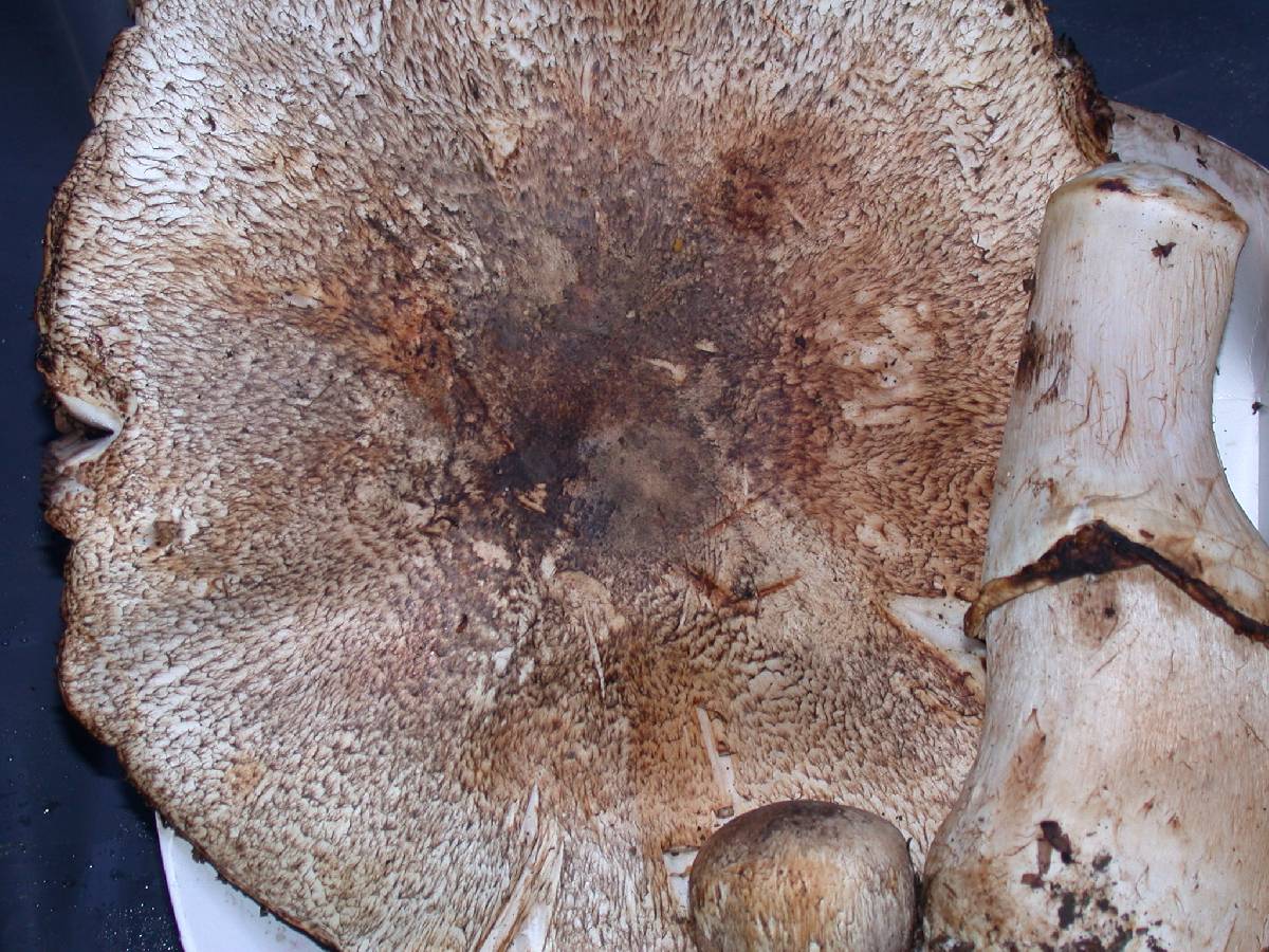 Agaricus perobscurus image