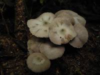 Psilocybe subaeruginascens image