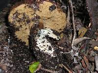 Leccinum manzanitae image