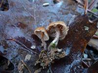 Psilocybe crobula image