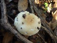 Russula cremoricolor image