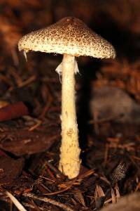 Lepiota spheniscispora image