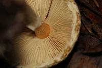 Lepiota spheniscispora image