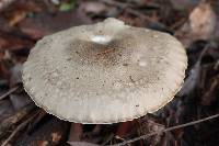 Hygrophorus agathosmus image