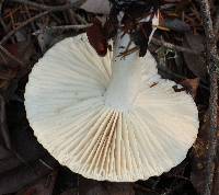 Hygrophorus agathosmus image