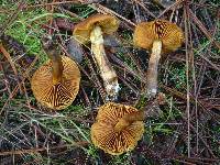 Cortinarius croceus image