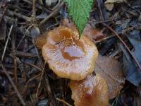 Pholiota velaglutinosa image