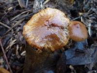 Pholiota velaglutinosa image