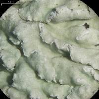 Physcia undulata image