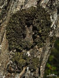 Leptogium chloromelum image