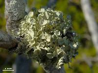 Ramalina complanata image