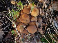 Psathyrella piluliformis image