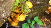 Pholiota limonella image