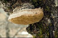 Phellinus pomaceus image