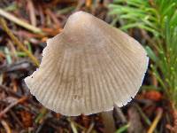 Mycena galopus var. galopus image