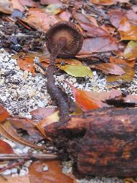 Lentinus velutinus image