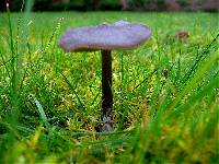 Entoloma sericeum image