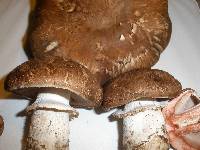 Agaricus pattersoniae image