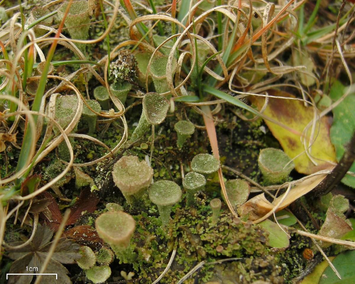 Cladonia cryptochlorophaea image