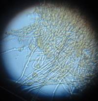Coriolopsis gallica image