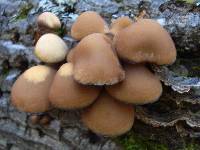 Psathyrella piluliformis image