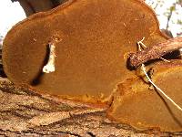 Phellinus robiniae image