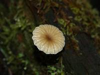 Lichenomphalia umbellifera image