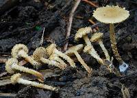 Pholiota subflammans image