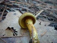 Cortinarius croceus image