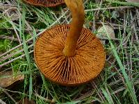 Cortinarius cinnamomeus image