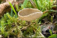 Helvella macropus image