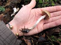 Psathyrella longistriata image