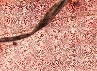 Fomitopsis cajanderi image