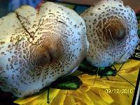 Leucoagaricus americanus image