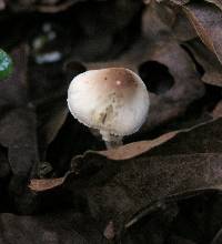 Lepiota cristata image