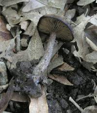 Pseudoclitocybe cyathiformis image