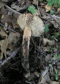 Tricholoma dryophilum image