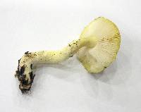 Floccularia albolanaripes image