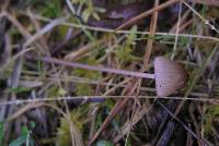 Mycena sanguinolenta image