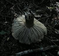 Russula nigricans image