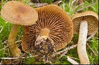 Cortinarius venetus var. montanus image