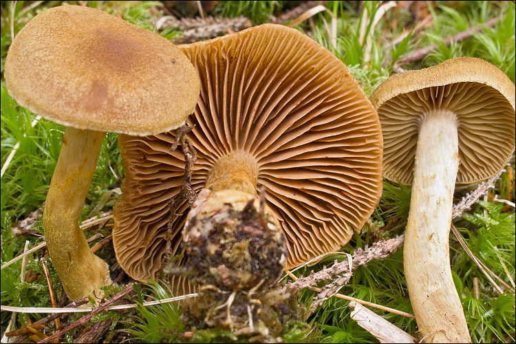 Cortinarius venetus var. montanus image