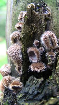 Auricularia polytricha image