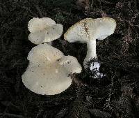 Leucopaxillus albissimus image