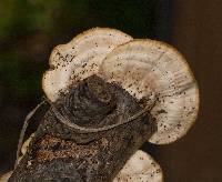 Trametes pubescens image