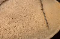 Trametes pubescens image