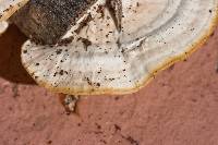 Trametes pubescens image