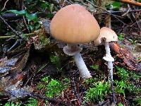 Psathyrella longistriata image