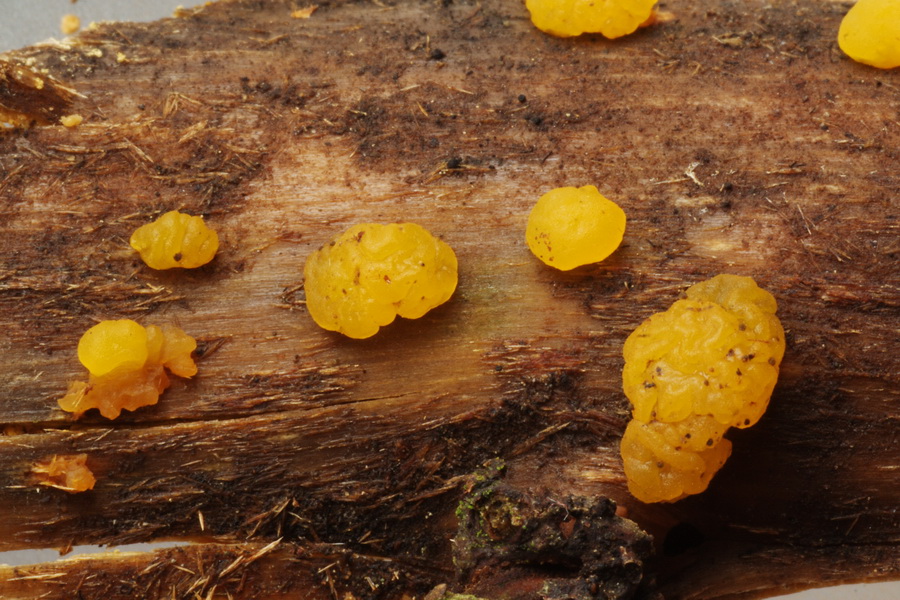 Dacrymyces ovisporus image