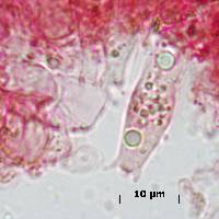 Pluteus petasatus image